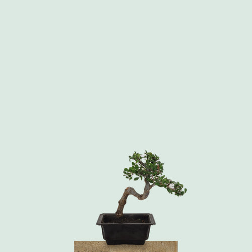 Chinese Elm bonsai tree with thick zig-zag semi-cascade trunk