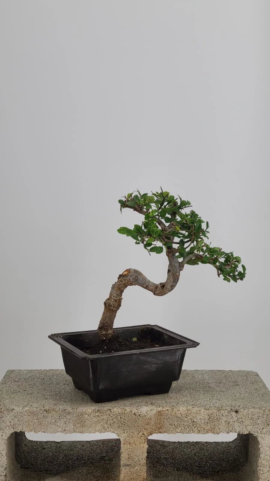 Chinese Elm Bonzai Tree, 12" Semi-Cascade in Training Pot