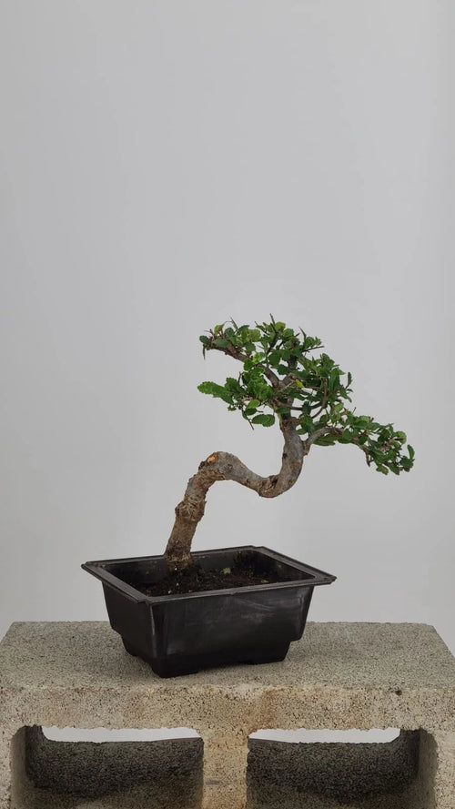 Chinese Elm Bonzai Tree, 12" Semi-Cascade in Training Pot