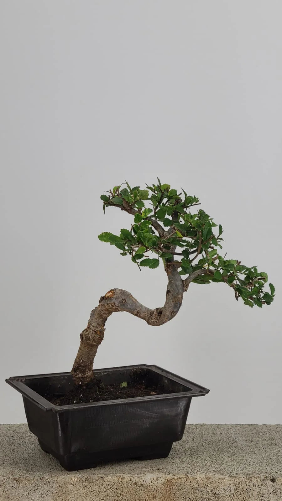 Chinese Elm Bonzai Tree, 12" Semi-Cascade in Training Pot