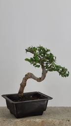 Chinese Elm Bonzai Tree, 12" Semi-Cascade in Training Pot
