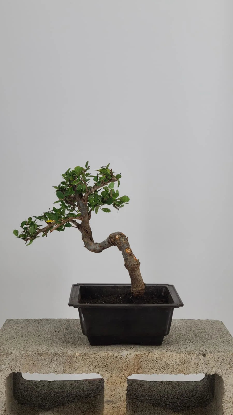 Chinese Elm Bonzai Tree, 12" Semi-Cascade in Training Pot