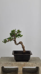 Chinese Elm Bonzai Tree, 12" Semi-Cascade in Training Pot