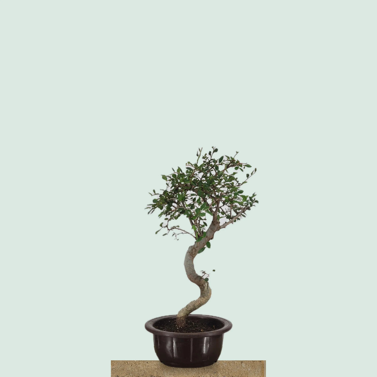 Chinese Elm bonsai tree with snaking trunk and windswept crown