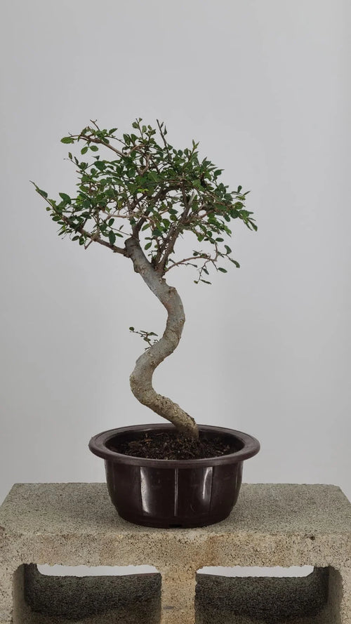 Chinese Elm Bonzai Tree 15” – Easy Care Live Bonzai in Training Pot