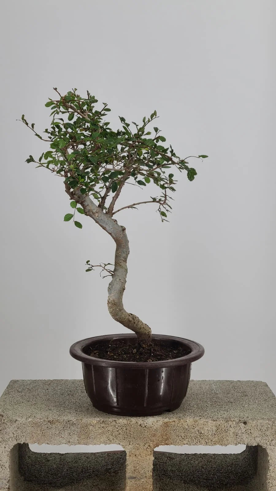 Chinese Elm Bonzai Tree 15” – Easy Care Live Bonzai in Training Pot