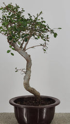 Chinese Elm Bonzai Tree 15” – Easy Care Live Bonzai in Training Pot