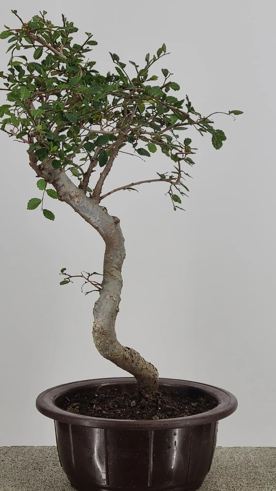Chinese Elm Bonzai Tree 15” – Easy Care Live Bonzai in Training Pot