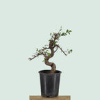 Pre-bonsai Chinese Elm tree with gnarled S-curve trunk in 1 gallon pot