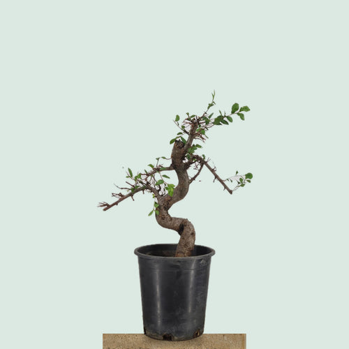 Pre-bonsai Chinese Elm tree with gnarled S-curve trunk in 1 gallon pot