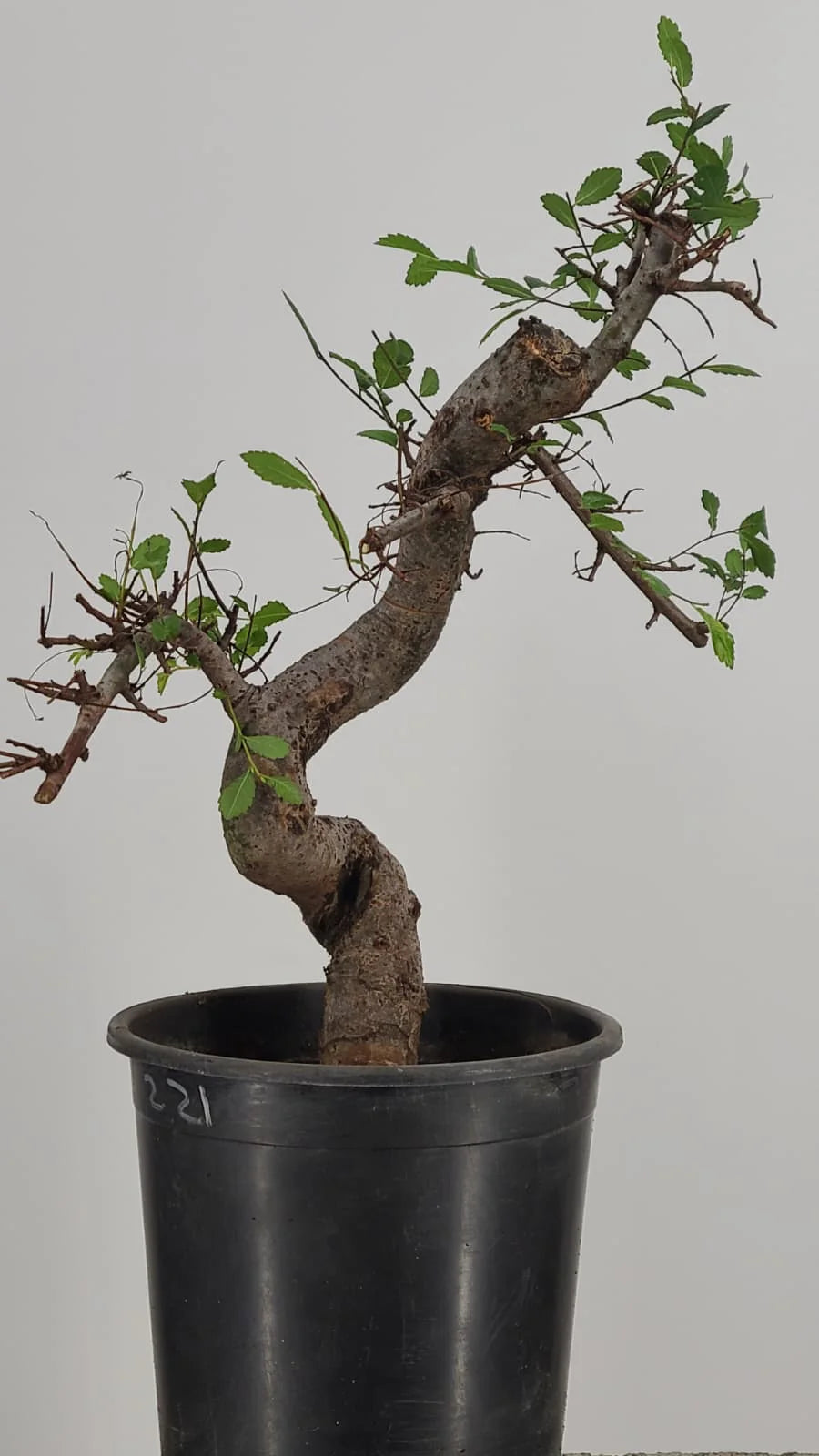 Chinese Elm Pre-Bonzai Tree in 1 Gallon Pot – S-Curve Trunk