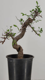 Chinese Elm Pre-Bonzai Tree in 1 Gallon Pot – S-Curve Trunk