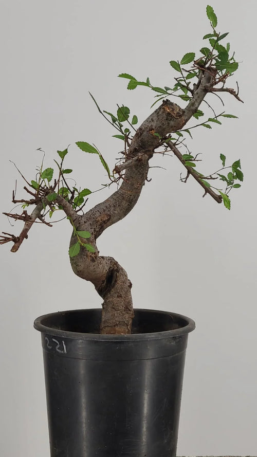 Chinese Elm Pre-Bonzai Tree in 1 Gallon Pot – S-Curve Trunk