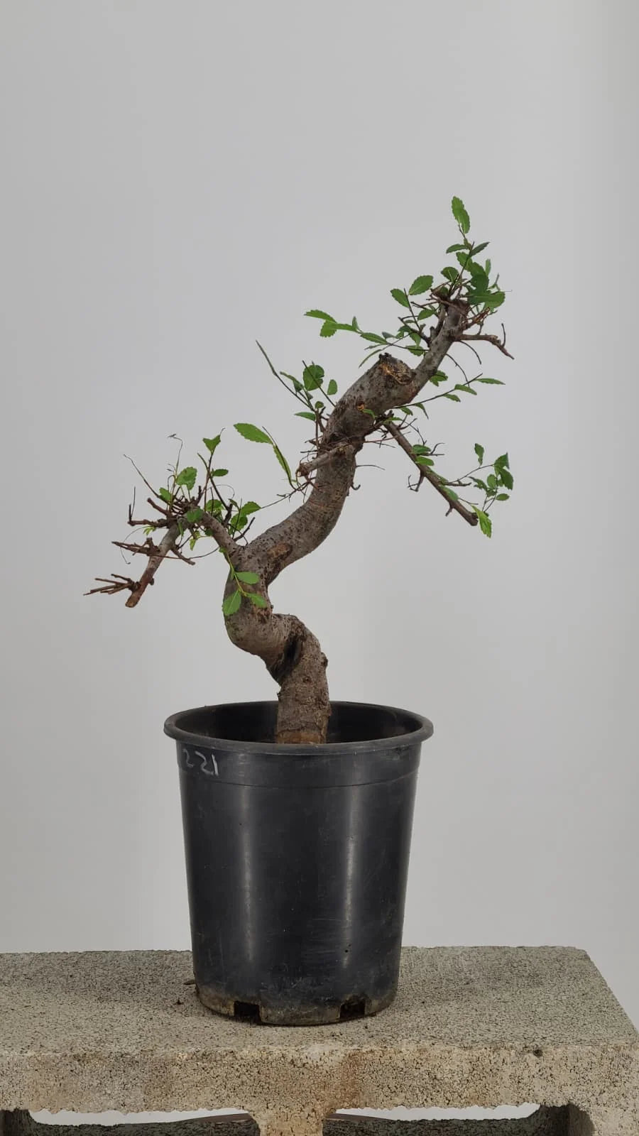 Chinese Elm Pre-Bonzai Tree in 1 Gallon Pot – S-Curve Trunk