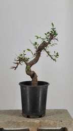 Chinese Elm Pre-Bonzai Tree in 1 Gallon Pot – S-Curve Trunk