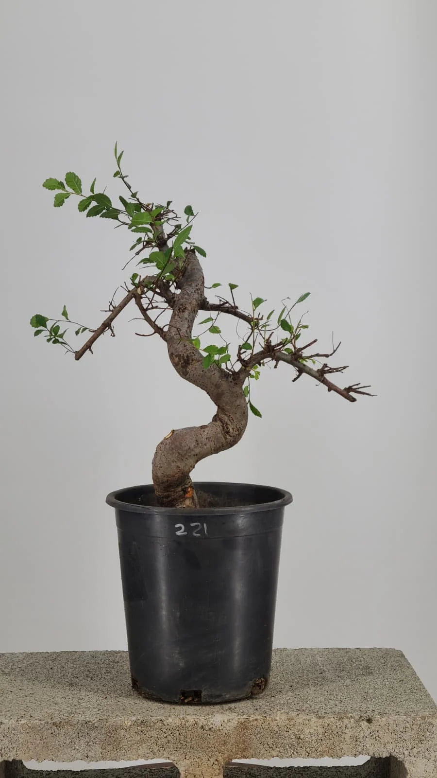 Chinese Elm Pre-Bonzai Tree in 1 Gallon Pot – S-Curve Trunk