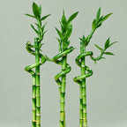 Live Lucky Bamboo 18" Spiral & Straight Combo – Indoor Plant