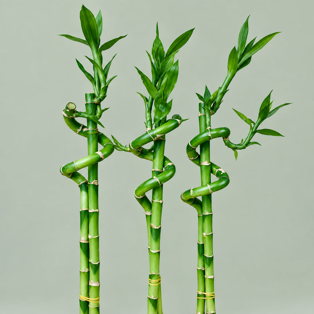 Live Lucky Bamboo 18" Spiral & Straight Combo – Indoor Plant