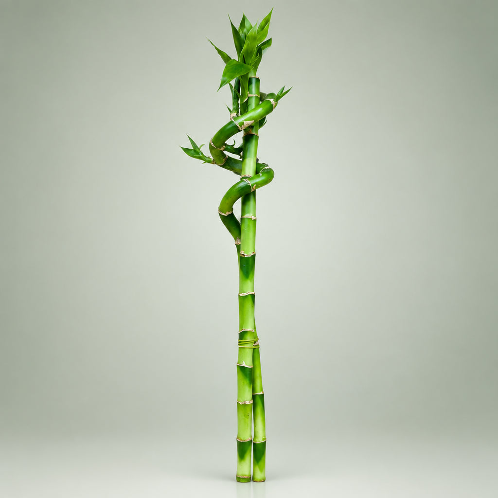 Live 18-inch Lucky Bamboo spiral and straight stalk arrangement