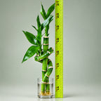 Live Lucky Bamboo 18" Spiral & Straight Combo – Indoor Plant