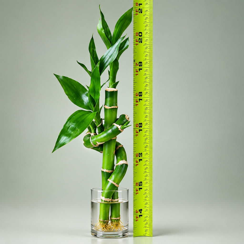 Live Lucky Bamboo 18" Spiral & Straight Combo – Indoor Plant