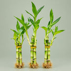 Live Lucky Bamboo 3-Stem Arrangement 4”4”6” – Easy Care Feng Shui Houseplant