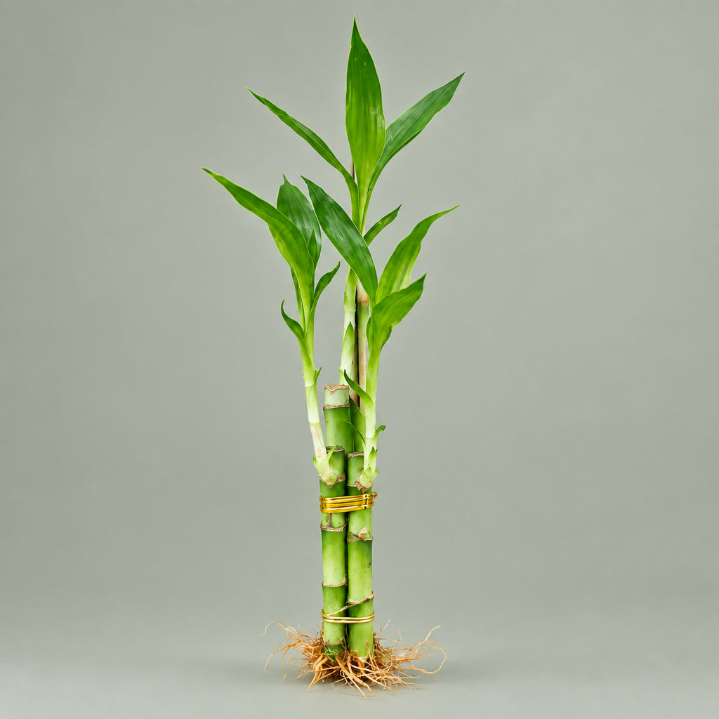 Live lucky bamboo 3-stem arrangement with glossy green stalks