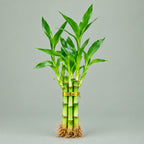 Live Lucky Bamboo 3-Stem Arrangement 4”4”6” – Easy Care Feng Shui Houseplant