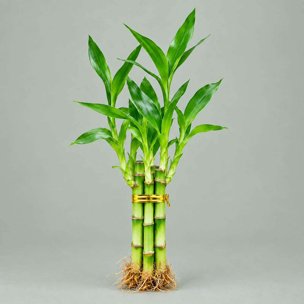 Live Lucky Bamboo 3-Stem Arrangement 4”4”6” – Easy Care Feng Shui Houseplant