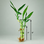 Live Lucky Bamboo 3-Stem Arrangement 4”4”6” – Easy Care Feng Shui Houseplant