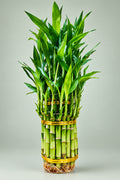 Lucky Bamboo 3 Tier Tower, live green stalk arrangement