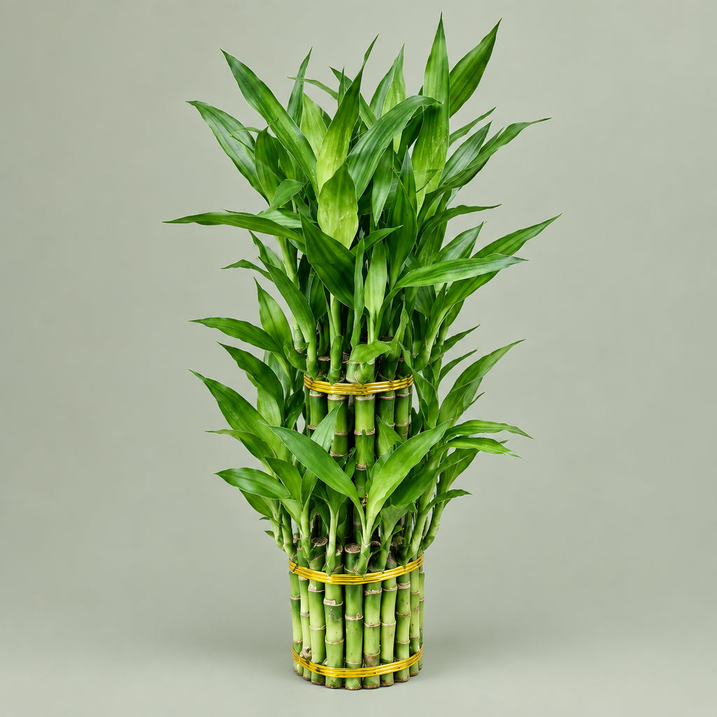 Lucky Bamboo 3 Tier Tower – Easy Care Live Indoor Plant