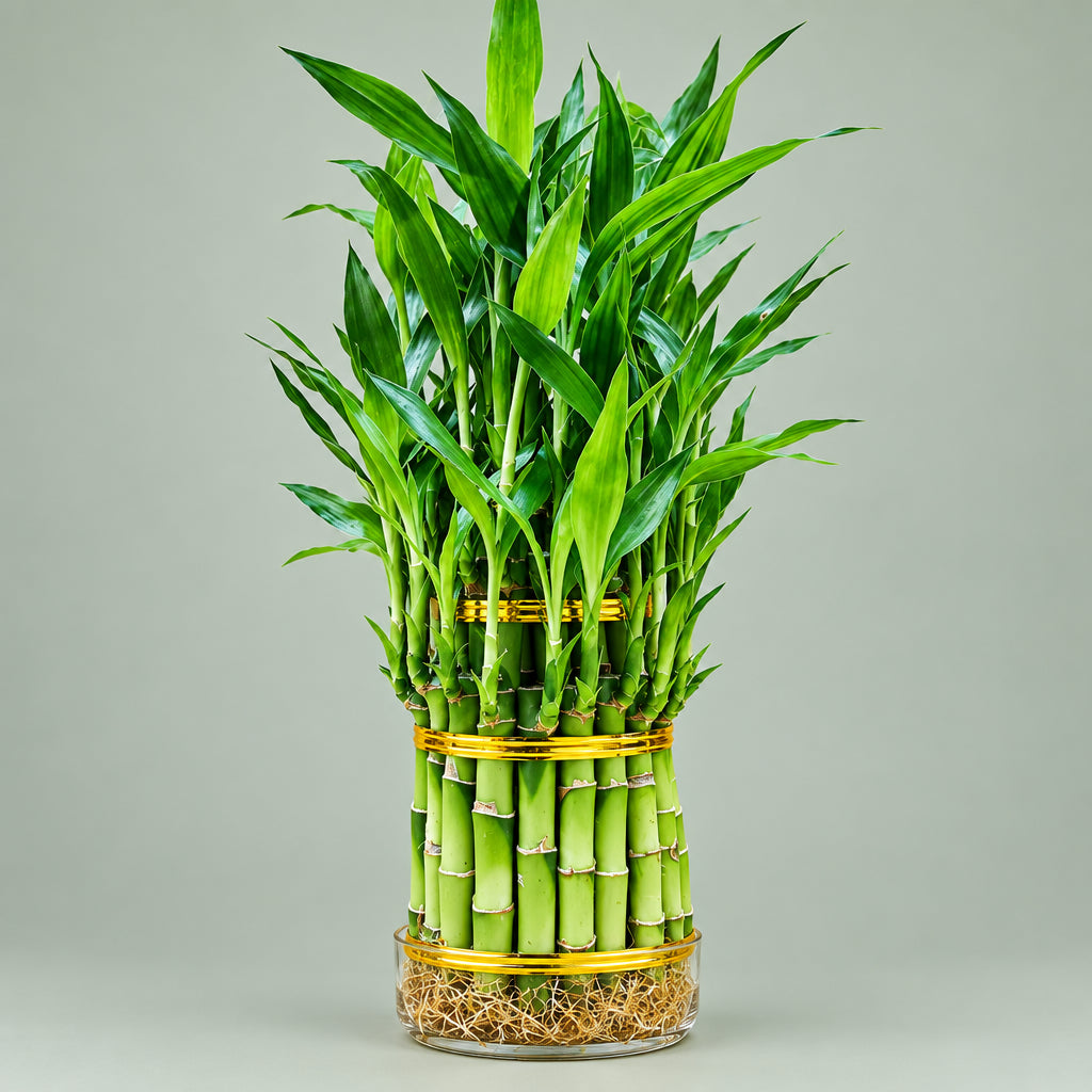 Lucky Bamboo 3 Tier Tower – Easy Care Live Indoor Plant