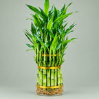 Lucky Bamboo 3 Tier Tower – Easy Care Live Indoor Plant