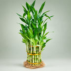 Lucky Bamboo 3 Tier Tower – Easy Care Live Indoor Plant