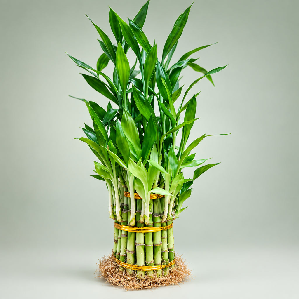 Lucky Bamboo 3 Tier Tower – Easy Care Live Indoor Plant