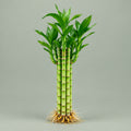 Lucky Lotus Bamboo single 8 inch live stem with slender green stalk