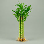 Lucky Lotus Bamboo single 8 inch live stem with slender green stalk