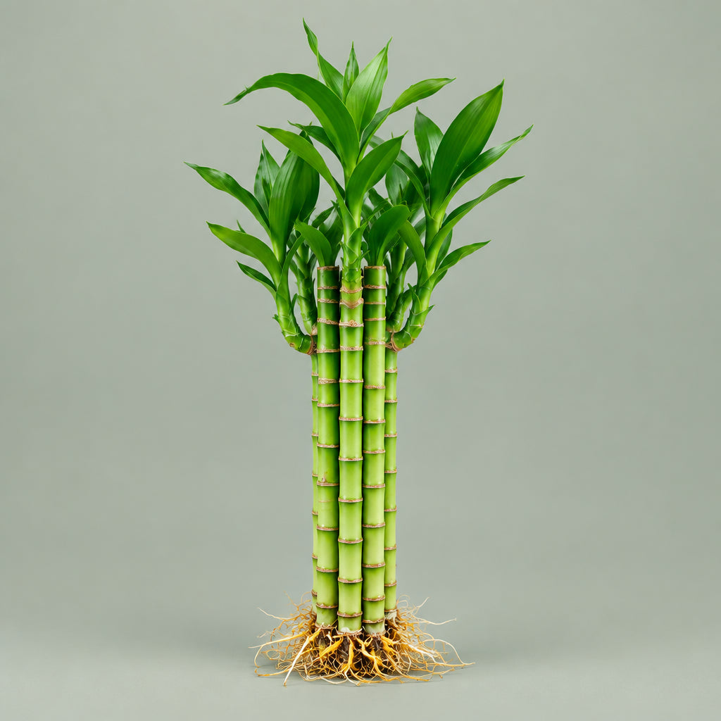 Lucky Lotus Bamboo single 8 inch live stem with slender green stalk