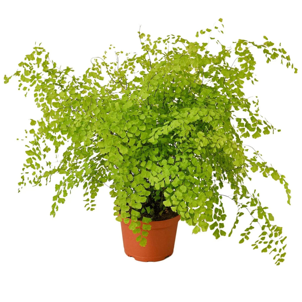 Maidenhair Fern (Adiantum) – Pet Safe Live Houseplant with Lacy Fronds