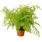 Maidenhair Fern (Adiantum) – Pet Safe Live Houseplant with Lacy Fronds