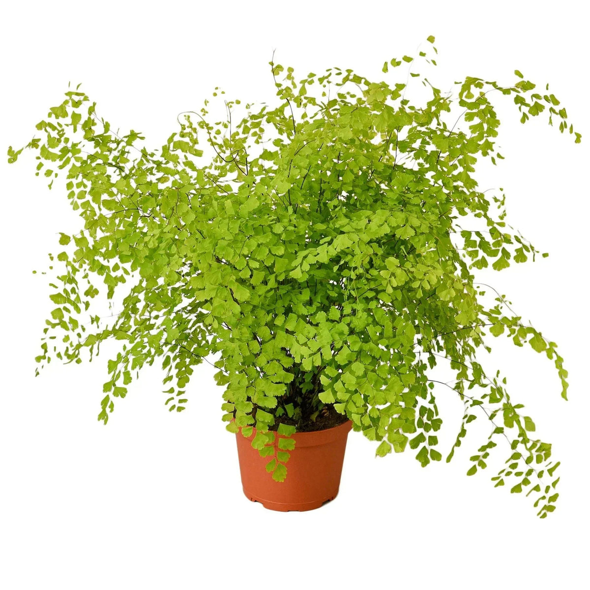 Maidenhair Fern (Adiantum) – Pet Safe Live Houseplant with Lacy Fronds