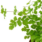 Maidenhair Fern (Adiantum) – Pet Safe Live Houseplant with Lacy Fronds