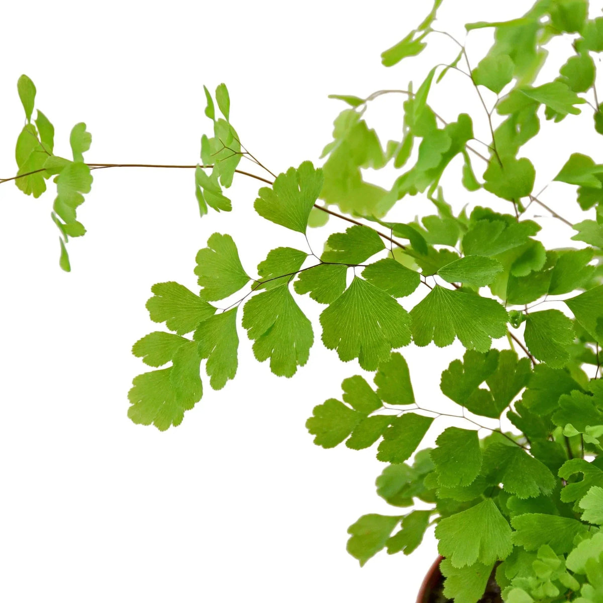 Maidenhair Fern (Adiantum) – Pet Safe Live Houseplant with Lacy Fronds