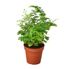 Maidenhair fern with delicate lacy fronds on black stems