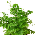 Maidenhair Fern (Adiantum) – Pet Safe Live Houseplant with Lacy Fronds