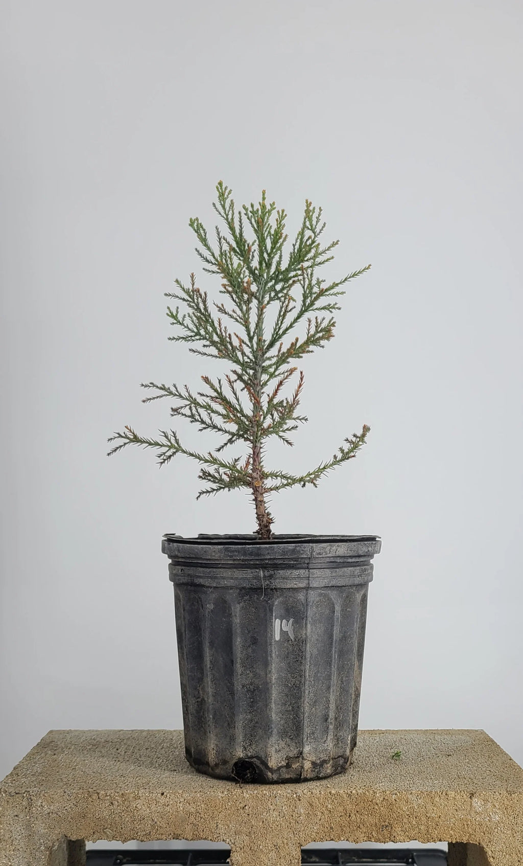Giant Sequoia pre-bonsai with feathery foliage in 1 gallon pot