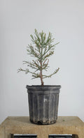 Giant Sequoia pre-bonsai with feathery foliage in 1 gallon pot