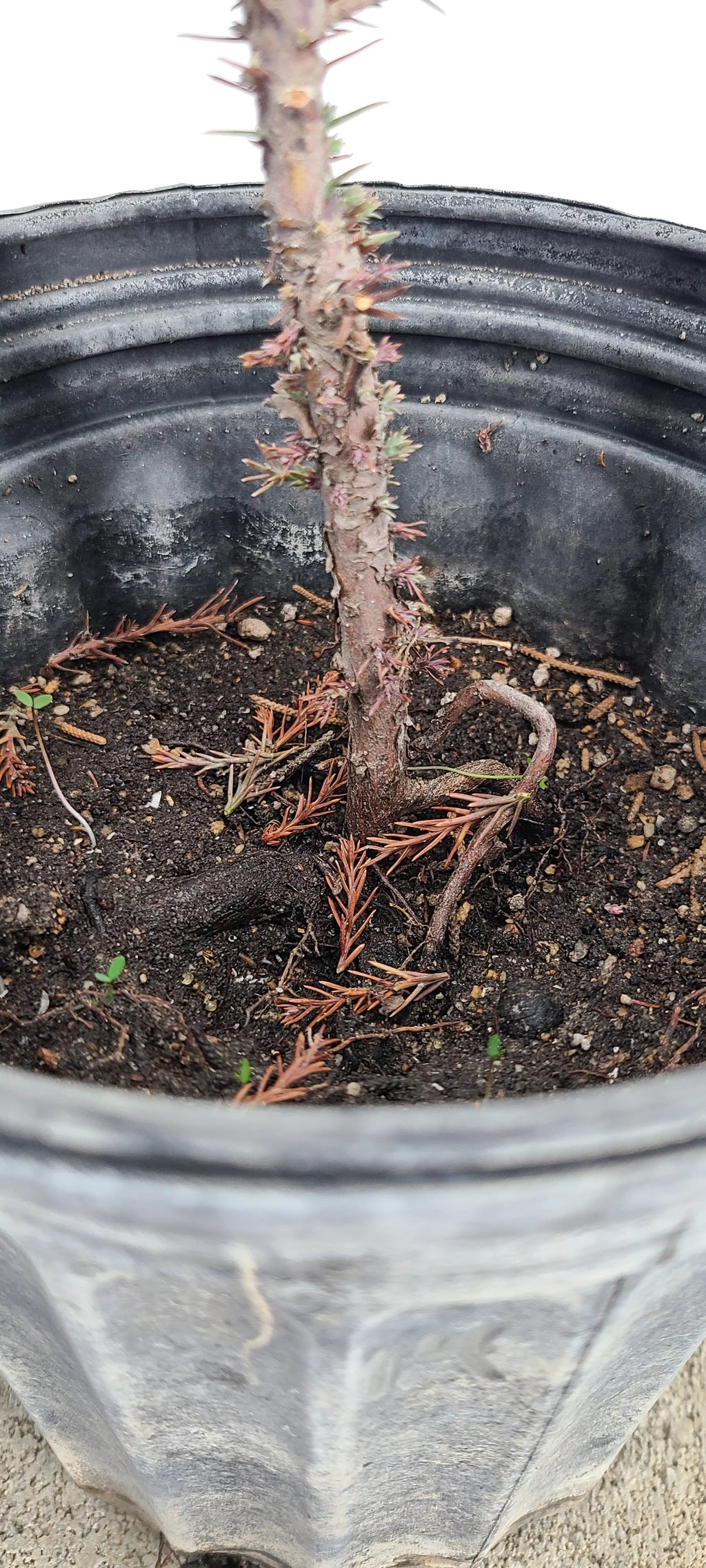 Giant Sequoia Pre-Bonzai, 1 Gallon Live Outdoor Tree
