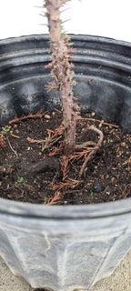 Giant Sequoia Pre-Bonzai, 1 Gallon Live Outdoor Tree